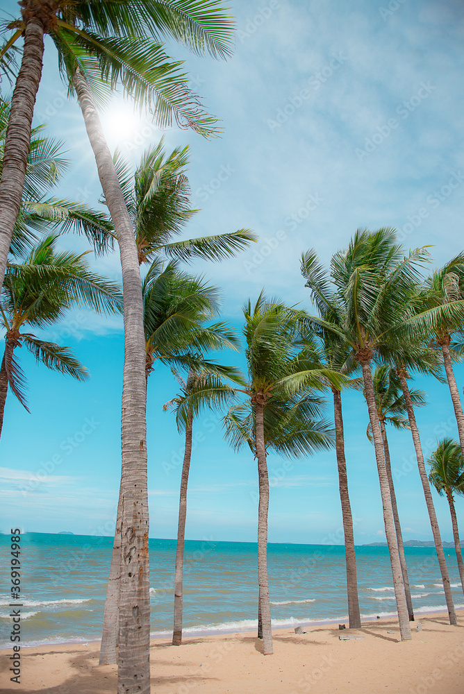 
Coconut trees are on the windy beach.