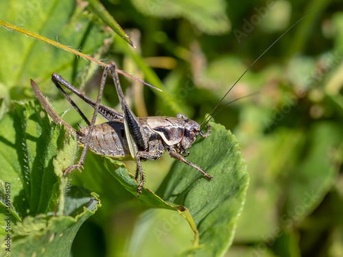 Alpine dark bush-cricket - Pholidoptera aptera photo