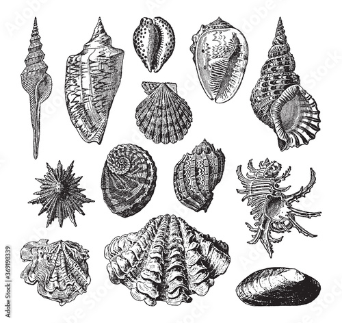 Shell collection - vintage engraved vector illustration from Petit Larousse Illustré 1914
