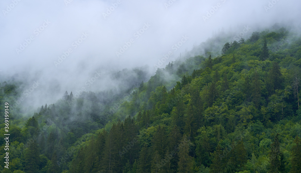 Mountain forests in the mist