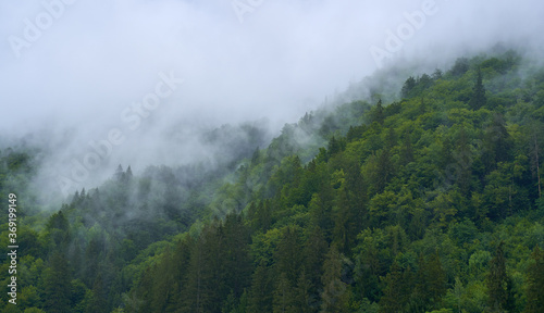 Mountain forests in the mist