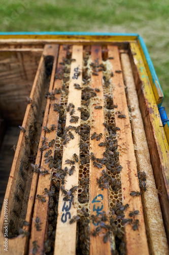 Closeup of the beehive