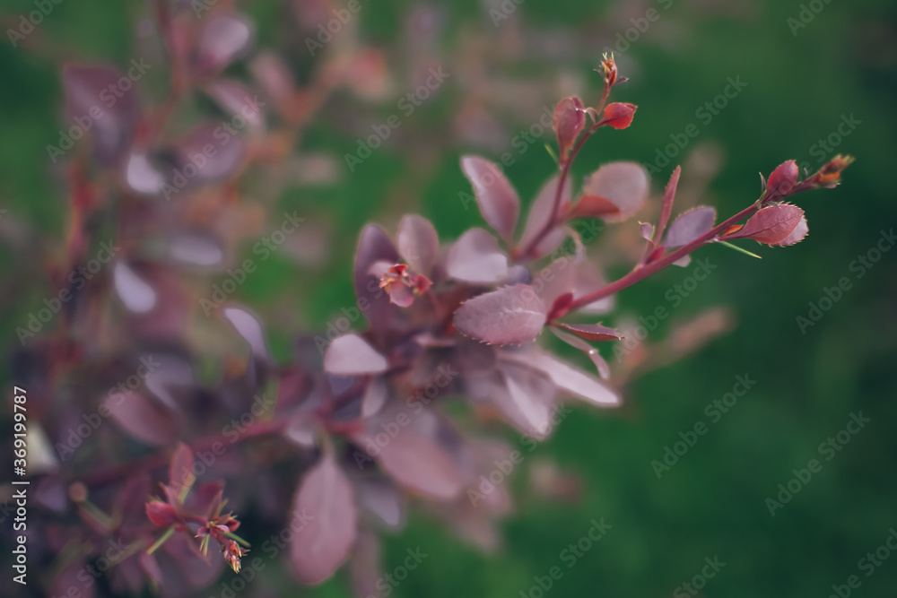 Naklejka premium A plant with red leaves. Bush. Background