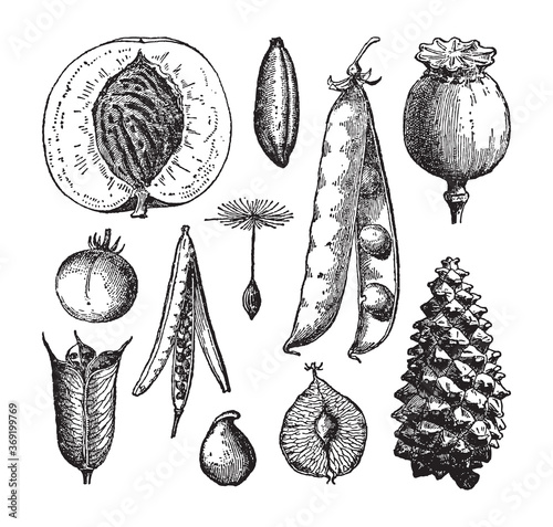 Plant fruit and seed collection - vintage engraved vector illustration from Petit Larousse Illustré 1914