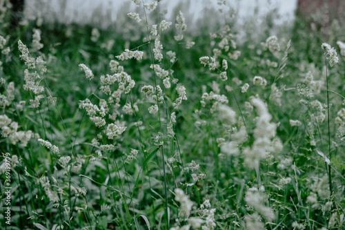 Phalaris arundinacea or Reed canary grass, selective focus
