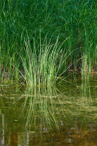Grass growing from the water on the lake © baimin