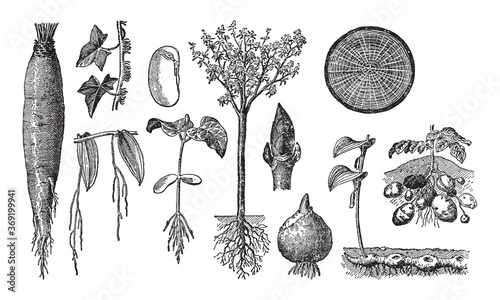 Plant with roots collection - vintage engraved vector illustration from Petit Larousse Illustré 1914