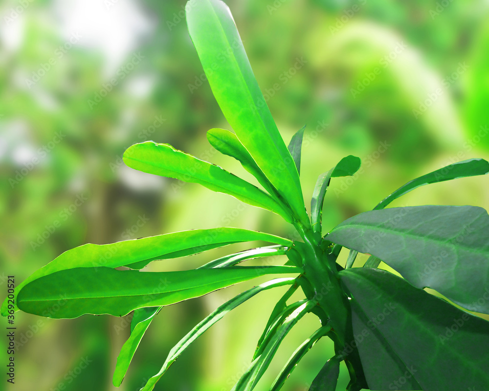 Obraz premium Large foliage of tropical leaf with lite green texture nature abstract background image