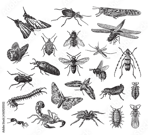 Insect collection - vintage engraved vector illustration from Petit Larousse Illustré 1914