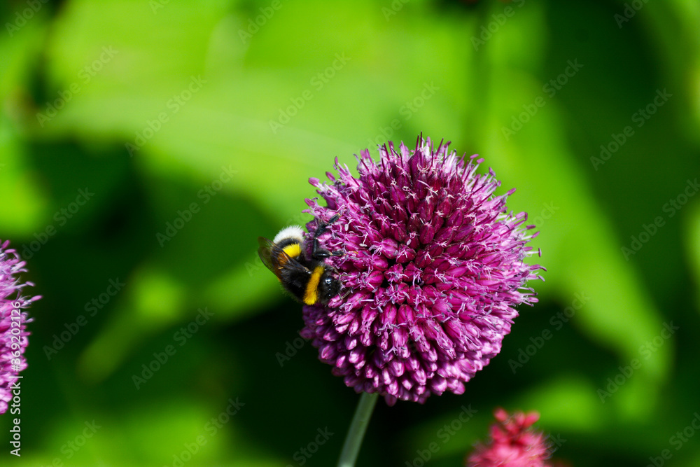 Foto de Violetter KugelLauch im Botanischen Garten in Gütersloh