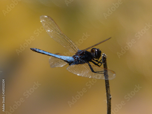 Black Headed Skimmer Dragonfly (Crocothemis nigrifrons) © Connie Pinson