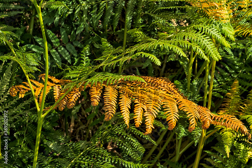 Royal fern in early fall photo