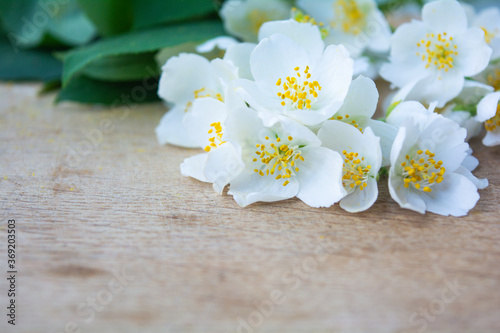 White jasmine flowers, traditional green tea ingredient, aromatherapy flavor © Koxae