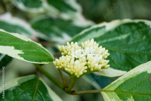 Cornus Alba foliage with watercolor green and white leaves. Decorative plant