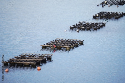 気仙沼特産品の牡蠣棚/Oyster farming at Kesennuma, Miyagi photo