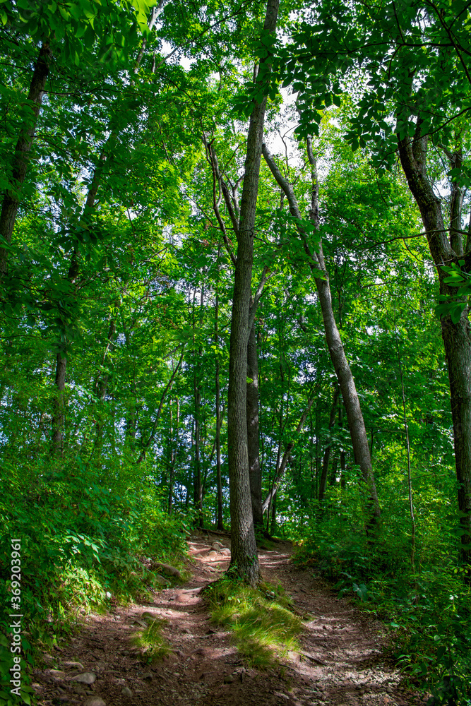 tree in a split path in the woods tree in a split path in the woods