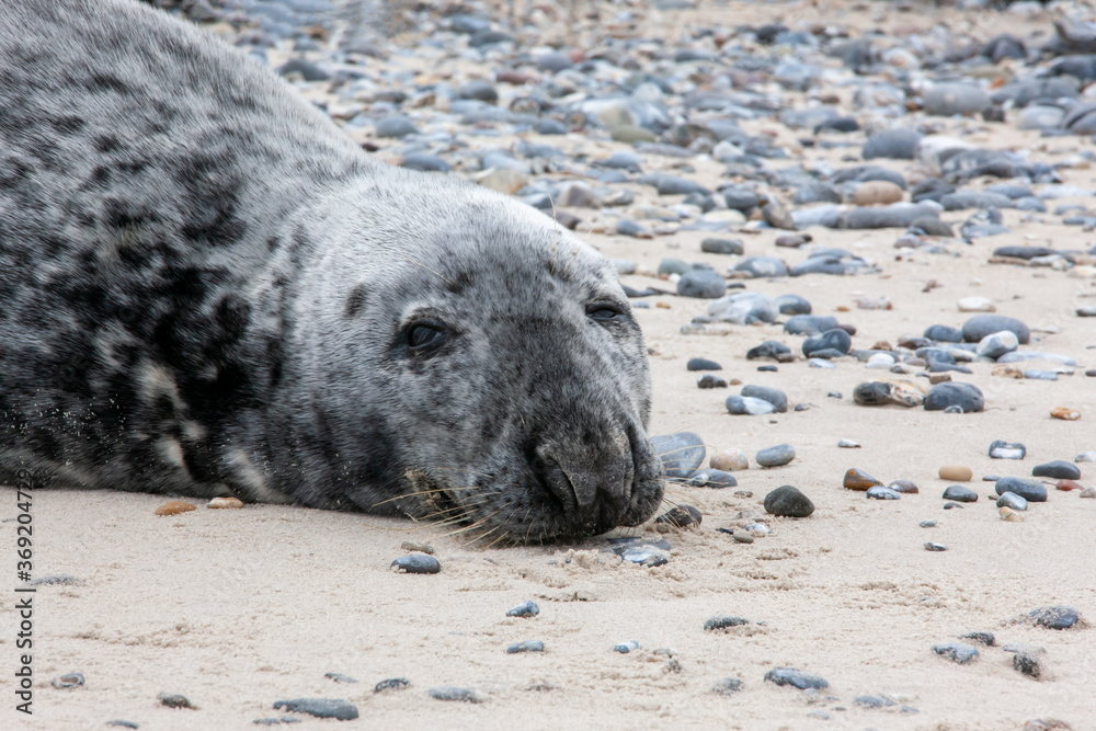 Obraz premium Kegelrobbe