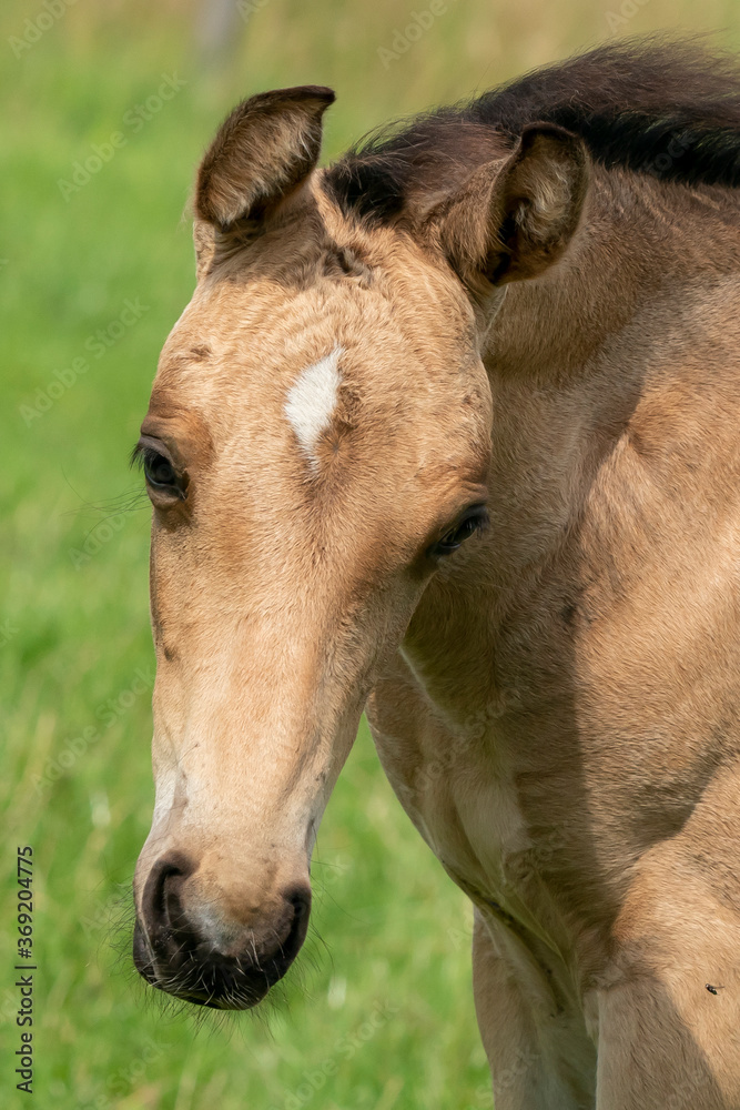 Attentive falcon color foal with head and mane in close-up Attentive falcon color foal with head and mane in close-up