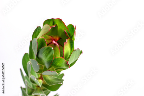 Leucadendron safari flower closeup on the white background.