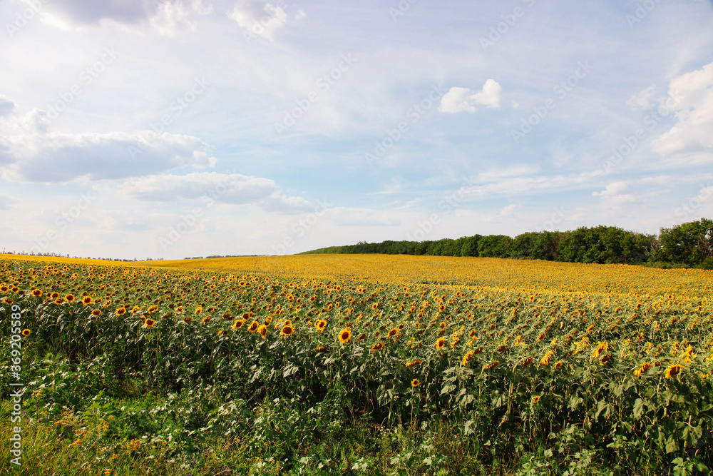 Fototapeta premium field of orange sunflowers