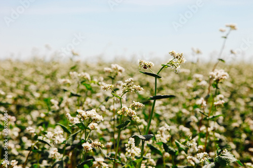 Slika na platnu field of buckwheat blossoms
