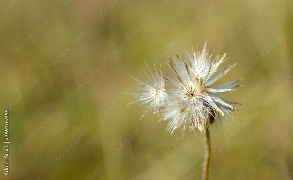 seeds of Coat buttons or tridax daisy seeds of Coat buttons or tridax daisy