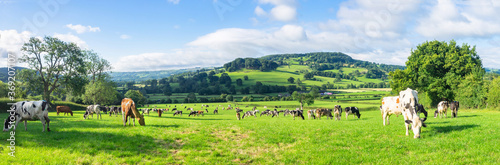 A herd of dairy Holstein cattle grazing in field allong the Wye Valley in the peak District of Derbyshire. Peaktor or Pictor in the background
