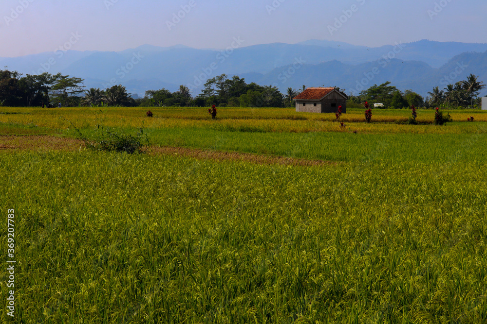 simple house surrounded by rice fields with a mountain background