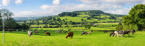 Photographie A herd of dairy Holstein cattle grazing in field allong the Wye Valley in the peak District of Derbyshire