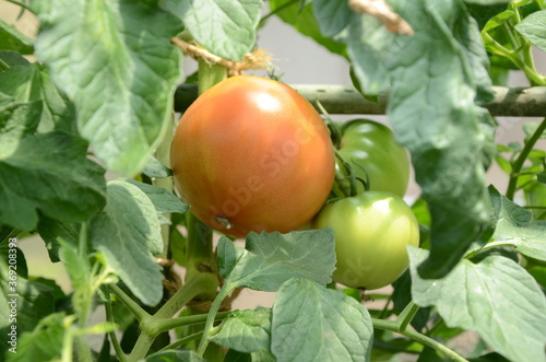 菜園のトマト