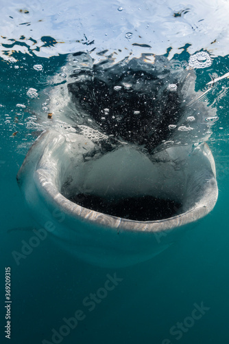 Whale shark feeding on copepods  Sea of Cortez  Baja California  Mexico.