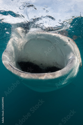 Whale shark feeding on copepods, Sea of Cortez, Baja California, Mexico.