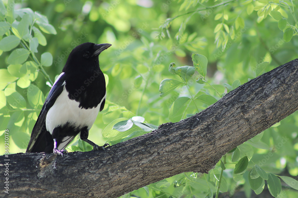Fototapeta premium Asian bird of black and white color, looking in profile on a branch during a sunny day