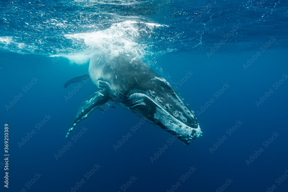 Naklejka premium Humpback whale calf playing at the surface, Pacific Ocean, Kingdom of Tonga.
