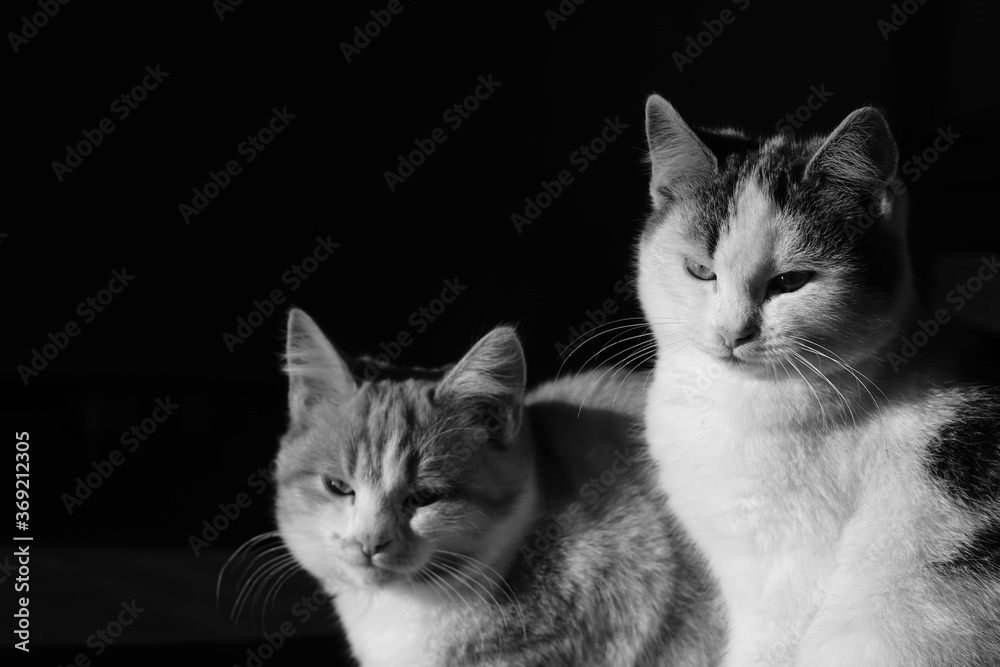 Two cute fluffy cats are sitting in the dark. Black and white photo.