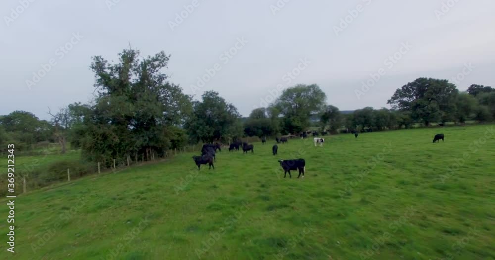 Flyover view of cattle grazing on grass pasture land in north Wales UK Flyover view of cattle grazing on grass pasture land in north Wales UK