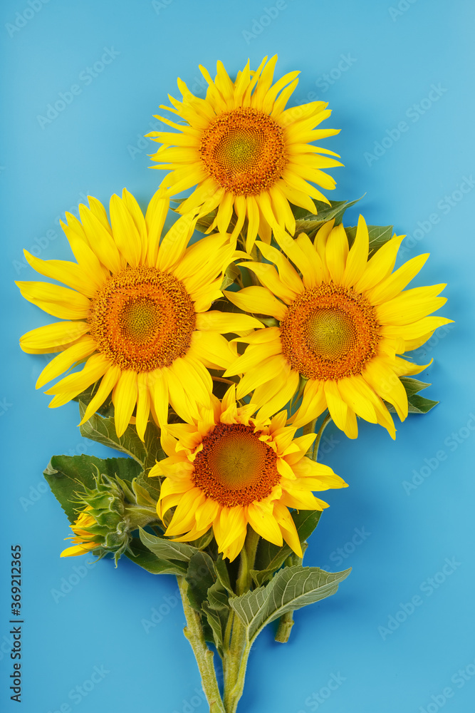 Obraz premium A bouquet of sunflower seed flowers on a blue background.