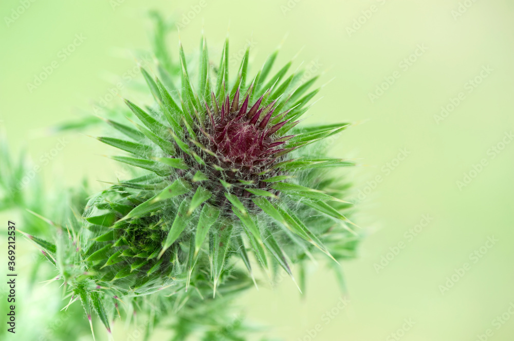 Close up of a milk thistle flower (Silybum marianum)
Purple milk thistle blossom on green blurred background.
Close up of a milk thistle flower (Silybum marianum)
Purple milk thistle blossom on green blurred background.