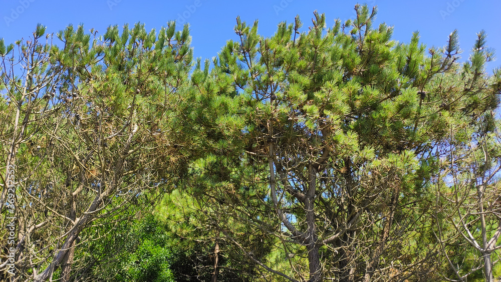 Fototapeta premium Pine trees at Rio de Moinhos Beach in Esposende, Portugal.