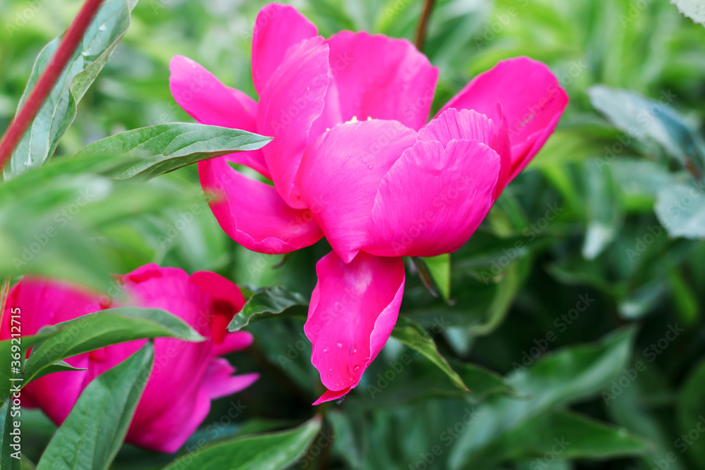 Peony close-up. A bush of pink blooming peony. Growing peonies. Many beautiful blooming peonies. Many flowers bloom.