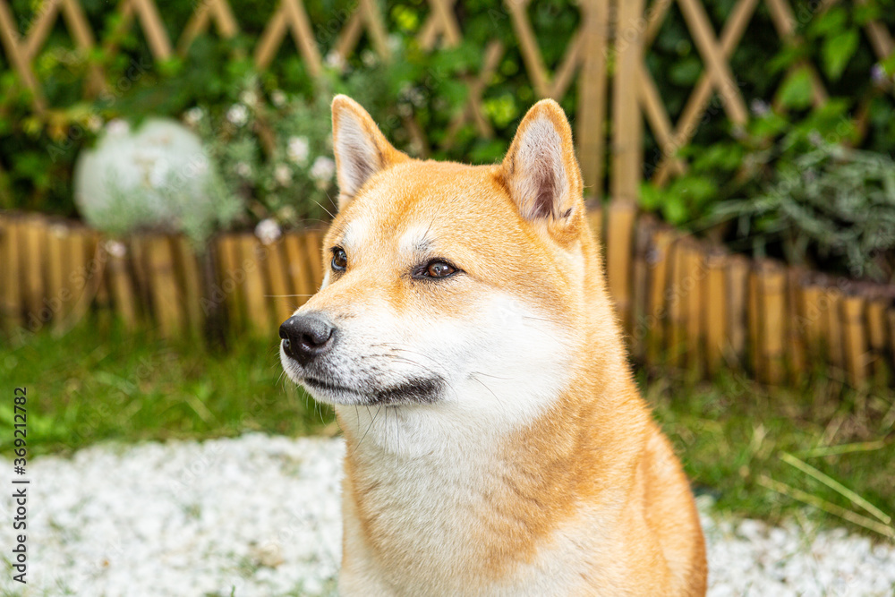 Shiba Inu male dog closeup portrait shot.