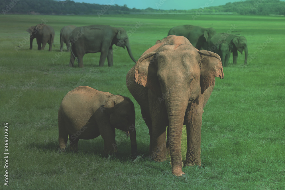 Fototapeta premium elephants in the wild