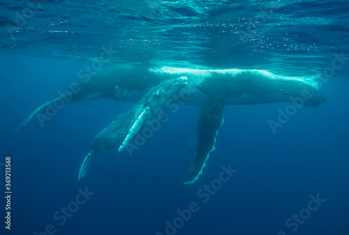 Humpback whale and her young calf, Pacific Ocean, Kingdom of Tonga. © wildestanimal
