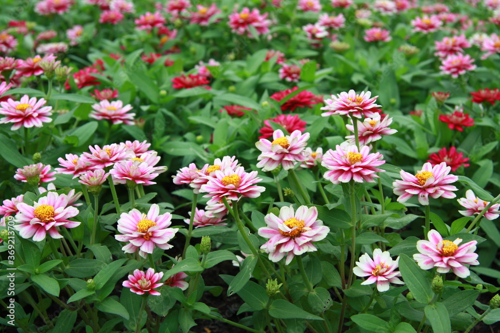 Colorful flower background, group of multicolor