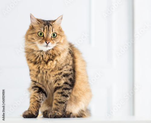 Fototapeta Naklejka Na Ścianę i Meble -  Relaxed domestic cat at home
