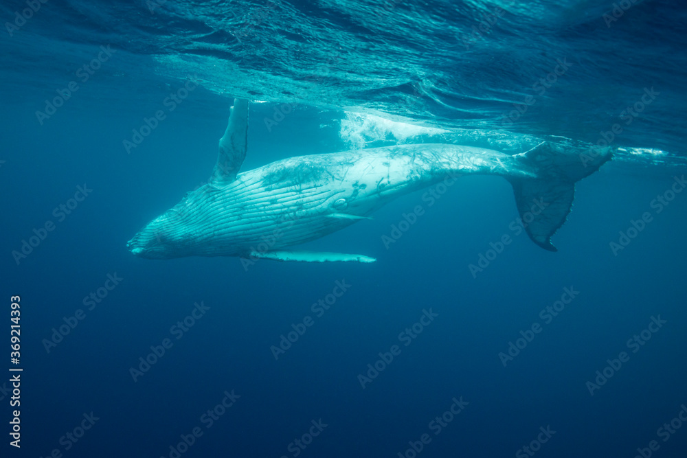 Fototapeta premium Humpback whale calf playing at the surface, Pacific Ocean, Kingdom of Tonga.