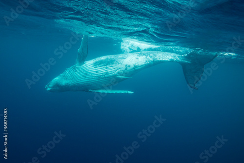 Humpback whale calf playing at the surface, Pacific Ocean, Kingdom of Tonga. © wildestanimal