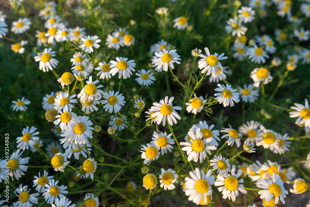 Blooming field chamomile, top view