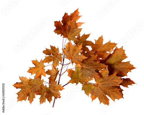 Branch of autumn maple tree leaves isolated on white background