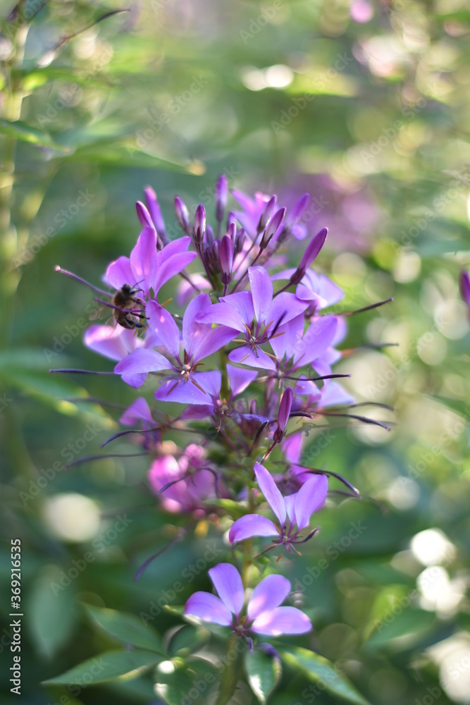 Blühende Spinnenblume (Cleome)